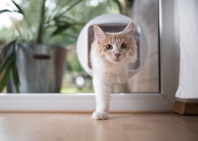 Pet Door Replacement
